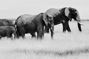 Kenya, Parc national d'Amboseli